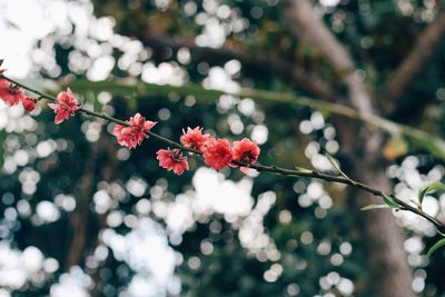 Close-up of red cherry blossoms in spring