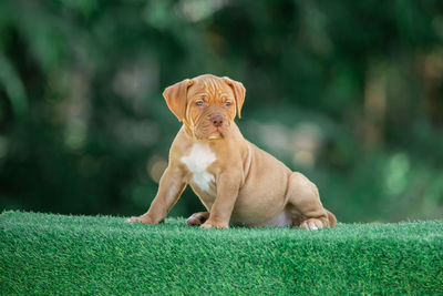 Dog looking away on field