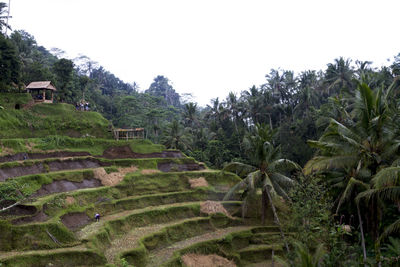 Scenic view of agricultural field against clear sky