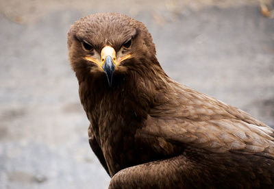 Close-up of eagle against blurred background