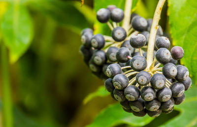 Close-up of grapes growing on plant