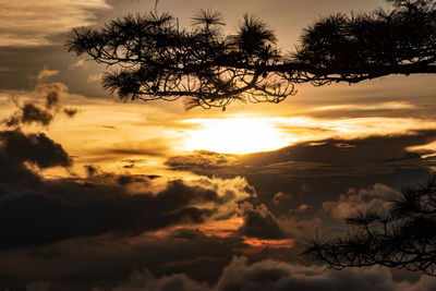 Low angle view of silhouette trees against sky during sunset