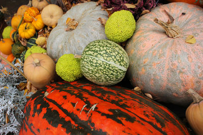 Different types of pumpkins and squashes with shining colours  and interesting shapes 