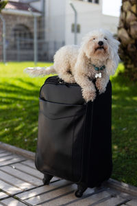 Portrait of dog sitting on seat