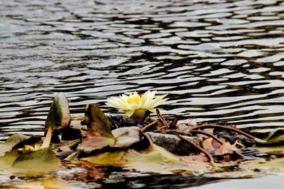 Close-up of water lily in pond