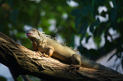 Low angle view of a lizard on tree