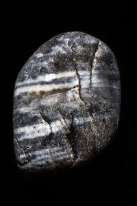 Close-up of shell against black background