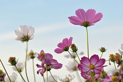 Close-up of pink cosmos flowers against sky