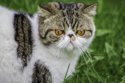 Close-up portrait of a cat