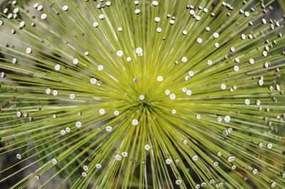 Full frame shot of palm leaf