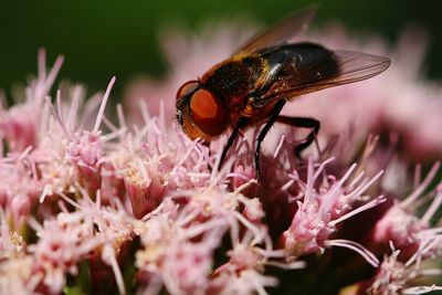 Close-up of insect on pink flower