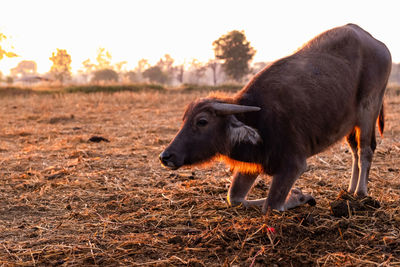 Swamp buffalo at a harvested rice field in thailand. young buffalo knee down on ground at farm.