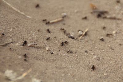 High angle view of ant on sand