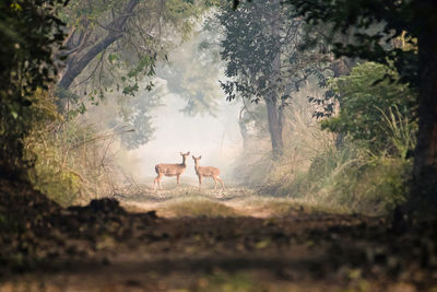 Deer standing on field in forest