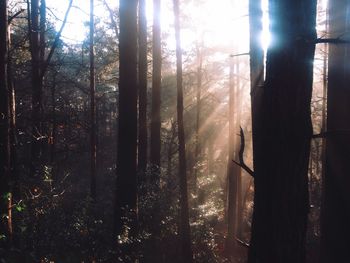 Trees in forest against sky