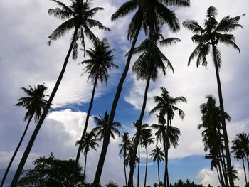 Low angle view of coconut palm trees against sky