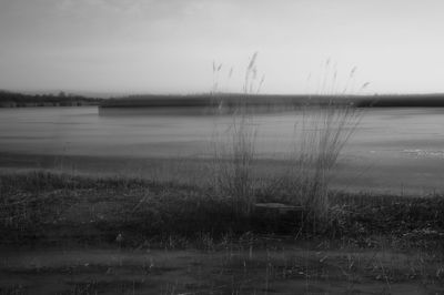 Reeds growing in lake