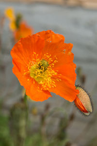 Close-up of orange hibiscus blooming outdoors