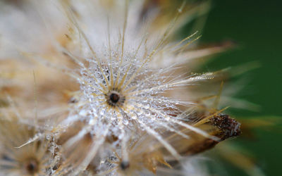 Close-up of dandelion on plant