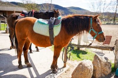 A brown horse at a horse breeding farm in a village on spring sunset