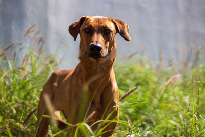 Portrait of dog standing on field