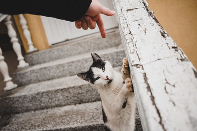 Cat playing outside