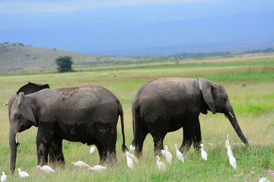 Sheep grazing on grassy field