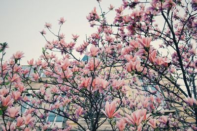 Low angle view of pink blossoms against sky