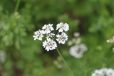 Close-up of white flowering plant on field