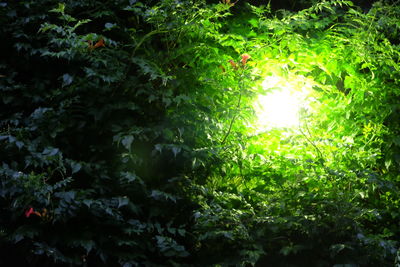 Trees growing in forest