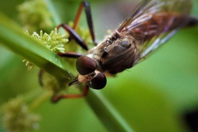 Close-up of insect on leaf