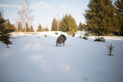 Dog on snow covered trees against sky