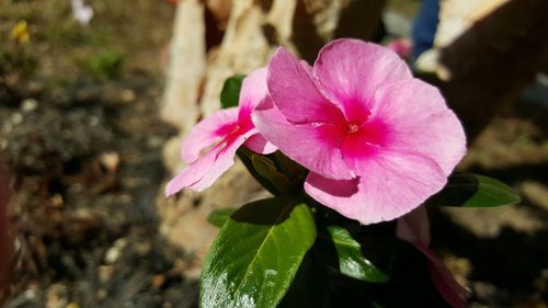 Close-up of pink flowers