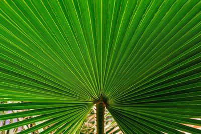 Full frame shot of palm tree