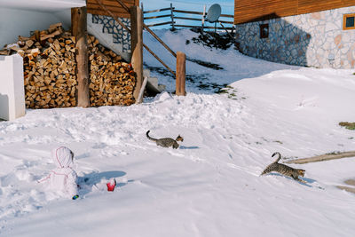 High angle view of food on snow