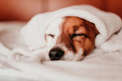 Close-up of dog sleeping on bed