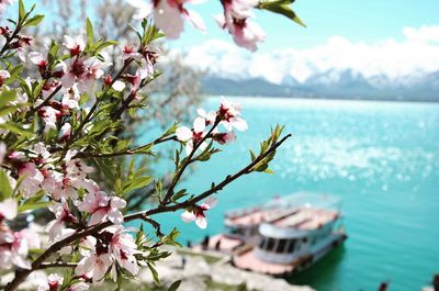 Close-up of flowers in lake