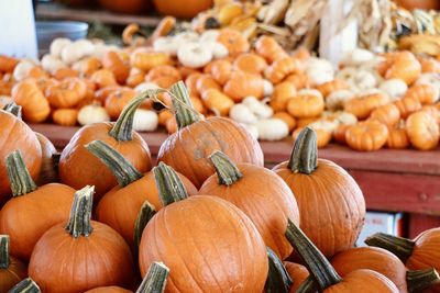 Orange pumpkins in a pumpkin patch in the usa