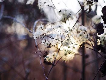 Close-up of cherry blossom tree