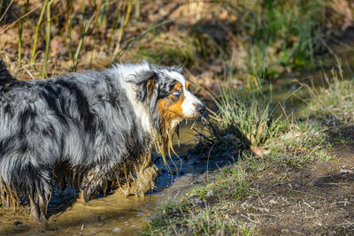 Close-up of dog on field