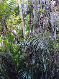 Close-up of palm trees in forest