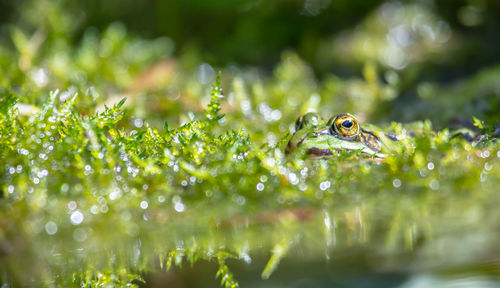 Close-up of water drops on plants