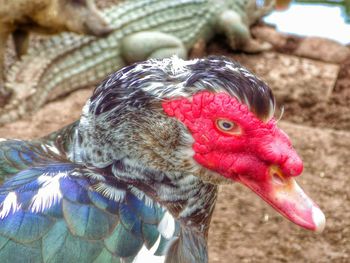 Close-up of rooster