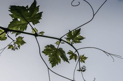 Low angle view of tree against clear sky