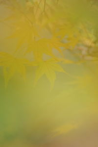 Full frame shot of yellow water