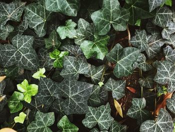 High angle view of plant leaves