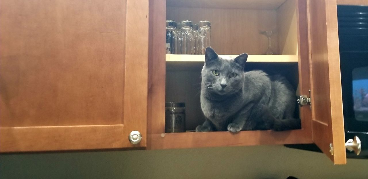 mammal, pets, domestic, cat, domestic animals, feline, domestic cat, one animal, vertebrate, no people, sitting, portrait, whisker, indoors, looking at camera, wood - material, transparent