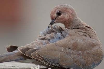 Close-up of pigeon