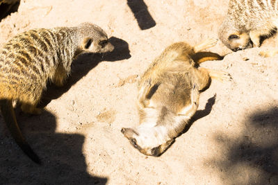 High angle view of meercats on sand at beach