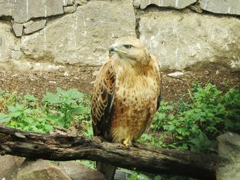 Close-up of owl perching on tree